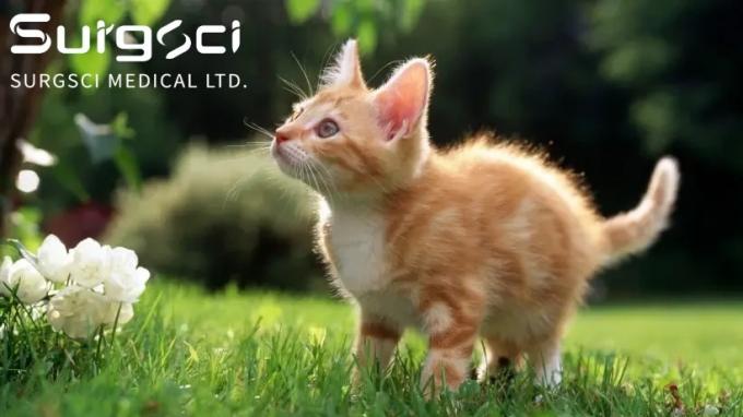 najnowsze wiadomości o firmie 7 korzyści z kastracji lub sterylizacji kotów | Surgsci 0