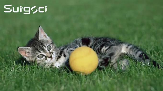 najnowsze wiadomości o firmie Co to jest operacja uretrostomii kroczowej | Surgsci 0