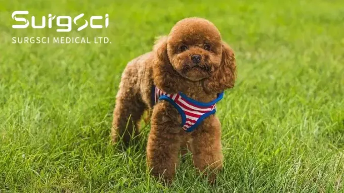 najnowsze wiadomości o firmie Zwichnięcie rzepki u psów | Surgsci  0