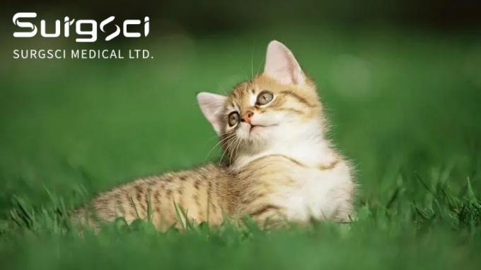 najnowsze wiadomości o firmie Jakie są kamienie pęcherza moczowego u kotów | SurgSci 0