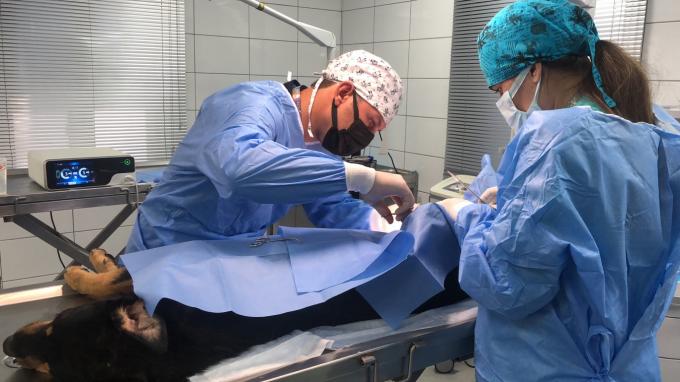 Chirurgia laparoskopowa Ultradźwiękowy system skalpela Hemostaza do użytku weterynaryjnego 7