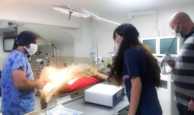 Chirurgia laparoskopowa Ultradźwiękowy system skalpela Hemostaza do użytku weterynaryjnego 8